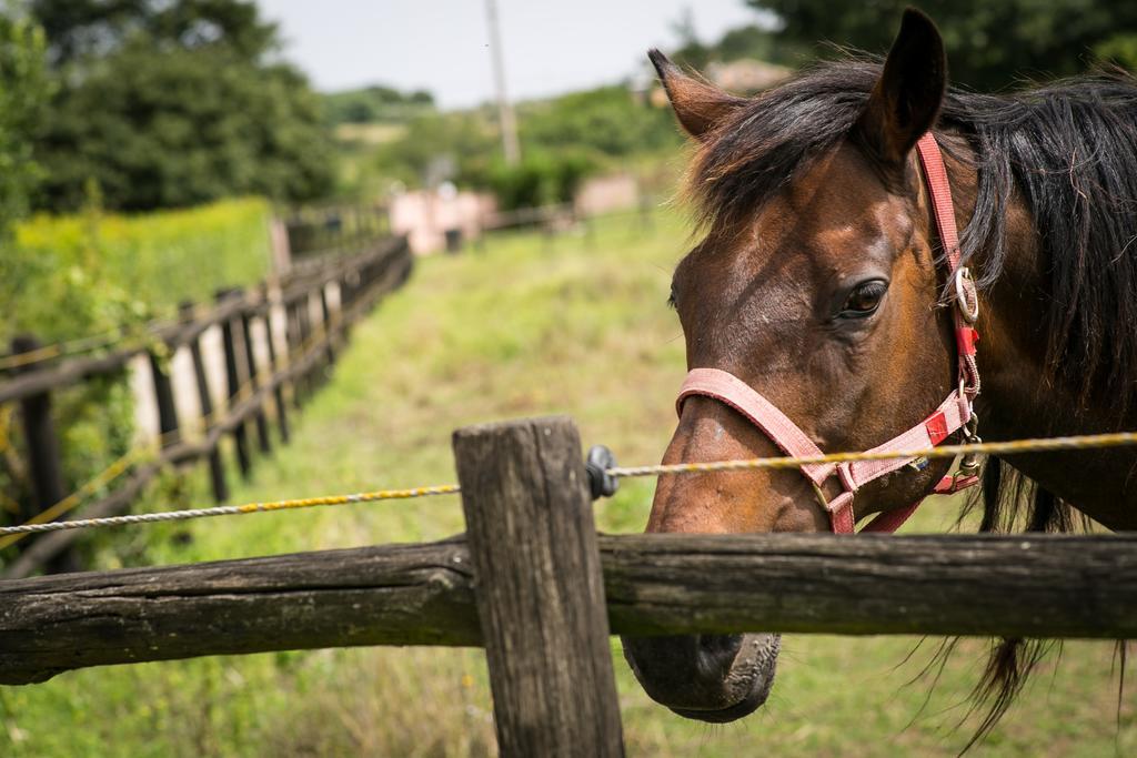 Agriturismo L.B.Stud Bracciano  Ngoại thất bức ảnh